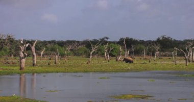Görkemli bir fil, Sri Lanka 'daki Yala Ulusal Parkı' nın sulak arazisinde dolaşıyor. Sahne, eko-turizm ve vahşi yaşam meraklıları için ideal olan çeşitli vahşi yaşam ve sakin manzaraları yakalıyor.. 