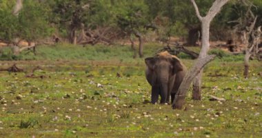 Sri Lanka 'daki Yala Ulusal Parkı' nda bir fil, kır çiçekleriyle benekli ve ağaçlarla çevrili bir çayırda otluyor. Vahşi yaşam ve doğa kavramları, eko-turizm promosyonları ve yüksek turizm için mükemmel.