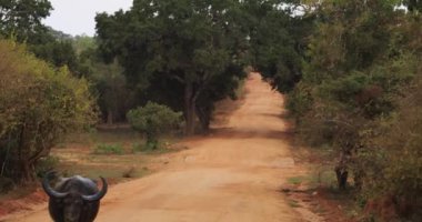 Yalnız bir bufalo, Sri Lanka 'daki Yala Ulusal Parkı' nda kirli bir yolda yürüyor. Bu çarpıcı görüntü vahşi arazileri ve çeşitli vahşi yaşamı gözler önüne seriyor. Bu da onu doğa severler ve...