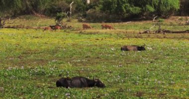 Bufalo ve geyikler, yemyeşil yemliklerle çevrili Sri Lanka 'daki Yala Ulusal Parkı' nın sulak arazilerinde dinlenir ve otlarlar. Vahşi yaşam ve doğa kavramları için ideal, eko-turizm promosyonları ve yüksek kaliteli