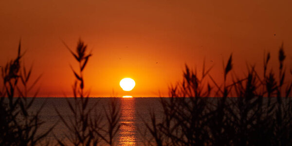 Stunning Sunset Ocean Silhouetted Reeds Foreground Capturing Vibrant Colors Peaceful Stock Picture