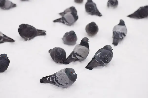 stock image A group of pigeons huddles together on the snowy ground, enduring the cold weather. Ideal for themes of wildlife, winter conditions, and urban nature in media and promotional content. 