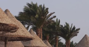 Rüzgarda sallanan palmiye ağaçları ve bir Sharm El Sheikh tatil köyünde şemsiyeler. Seyahat, tropikal ve rahatlama temaları için ideal. Promosyon ve reklam kullanımı için yüksek kaliteli görüntüler. 