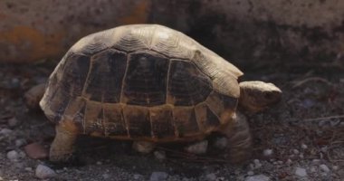 Bir kaplumbağa toprak bir yolda ilerliyor, doğanın ve vahşi yaşamın basitliğini vurguluyor. Hayvan davranışları, açık hava keşifleri ve doğal ortamlar için mükemmel bir kavram..