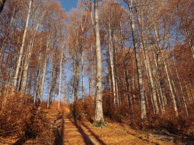 Karpat Dağları 'ndaki güzel sonbahar ormanı yolu, altın yapraklı uzun ağaçlarla çevrili. Doğa fotoğrafçılığı, yürüyüş maceraları ve seyahat promosyonları için mükemmel..