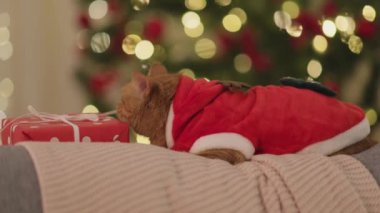 Noel kıyafeti giymiş kızıl bir kedi, güzel dekore edilmiş bir Noel ağacı ve arka planda yanıp sönen ışıklar olan rahat bir battaniyeye uzanmış. Tatil promosyonları ve şenlik için mükemmel.