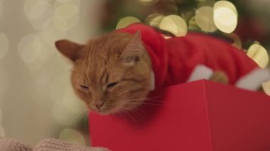 Noel kostümü giymiş sevimli kızıl kedi, arka planda güzel ışıklandırılmış bir Noel ağacı olan kırmızı bir kutuda rahatça uzanan. Bayram temalı promosyonlar ve şenlikli pazarlama için mükemmel..