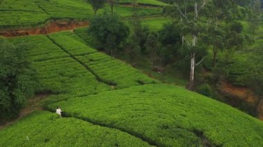 Beyaz elbiseli bir kadını Sri Lanka 'daki yeşil çay tarlalarının arasında yürürken gösteren bir hava görüntüsü. Teraslı alanlar, seyahat, eko-turizm ve turizmi desteklemek için ideal bir zemin sunuyor.