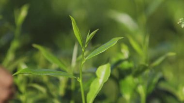 Yeşillik bir tarladan taze çay yaprağı toplayan bir elin yakından çekimi. Bu ayrıntılı görüntü, eko-turizm ve doğa için ideal olan çay çiftçiliği ve tarımın özünü yansıtıyor.