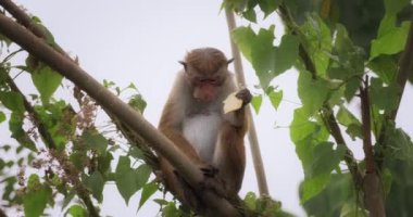 Ağaçta oturan bir maymun, yemyeşil yapraklarla çevrili bir krakeri yiyor. Bu yüksek kaliteli görüntü vahşi doğada doğal bir anı yakalıyor, vahşi yaşam, doğa ve koruma projeleri için mükemmel.. 