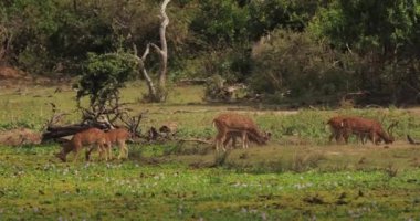Bir grup geyik, Sri Lanka 'daki Yala Ulusal Parkı' nın yemyeşil yemliklerinde huzur içinde otluyor. Bu huzurlu vahşi yaşam sahnesi, parkın doğal güzelliğini ve biyolojik çeşitliliğini yansıtıyor. Doğa için mükemmel.
