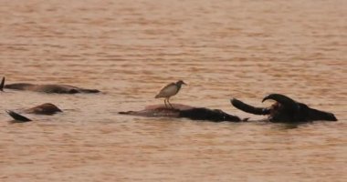 Yala Ulusal Parkı, Sri Lanka 'da sırtında bir kuşla yüzen vahşi bir su bufalosu. Vahşi yaşam, doğa, seyahat ve macera temaları için mükemmel, benzersiz etkileşimleri vurguluyor