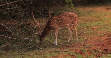 Benekli bir geyik, Sri Lanka 'daki Yala Ulusal Parkı' nın sakin ortamında otluyor. Bu sakin sahne zengin biyolojik çeşitliliği ve doğal güzelliği ön plana çıkarıyor. Vahşi yaşam meraklıları için mükemmel.