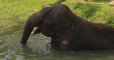 Sakin bir fil, Tissamaharama, Sri Lanka 'da suda rahatlatıcı bir anın tadını çıkarır. Bu sakin sahne, vahşi yaşam ve doğa için ideal bölgenin huzur ve doğal güzelliğini yansıtıyor.