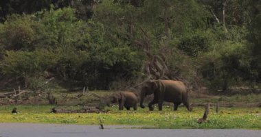 Bir fil ve yavrusu, Sri Lanka 'daki Yala Ulusal Parkı' nın yemyeşil sularının kenarında otlar. Vahşi yaşam ve doğa kavramları, eko-turizm promosyonları ve yüksek kaliteli macera için ideal