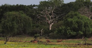 Bir grup geyik, Sri Lanka 'daki Yala Ulusal Parkı' nın yemyeşil yemliklerinde huzur içinde otluyor. Bu huzurlu vahşi yaşam sahnesi, parkın doğal güzelliğini ve biyolojik çeşitliliğini yansıtıyor. Doğa için mükemmel.
