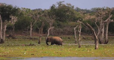 Görkemli bir fil, Yala Ulusal Parkı 'nın verimli ve bataklık arazisinde otluyor. Bu sakin vahşi yaşam sahnesi dokunulmamış doğanın özünü ve Sri Lanka vahşi doğasının sükunetini yansıtıyor.. 