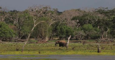 Bir fil, Sri Lanka 'daki Yala Ulusal Parkı' nın yemyeşil sulak alanlarında yapraksız ağaçların arasında huzur içinde otluyor. Vahşi yaşam ve doğa kavramları, eko-turizm promosyonları ve yüksek kaliteli macera için mükemmel.