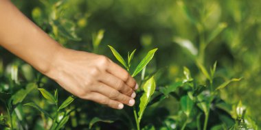 Yeşillik bir fidanlıkta taze çay yapraklarını dikkatlice toplayan bir el. Tarım, doğa ve çay üretimi konuları için mükemmel. Yüksek kaliteli stok fotoğrafı.. 
