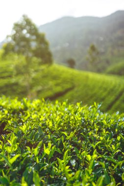Tepeler boyunca uzanan, bulutlu bir gökyüzünün altında yemyeşil bir çay çiftliğinin manzarası. Çevre dostu tarım, sürdürülebilirlik ve doğal refah kavramlarını desteklemek için idealdir..