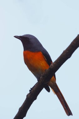 Canlı turuncu ve siyah tüylü kırmızı bir minivet tropikal bir ormandaki bir dala tünemişti. Tropikal doğa fotoğrafçılığı, kuş izleme ve doğa koruma projeleri için idealdir.