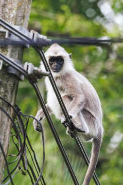 A curious gray langur monkey perched on electric wires in an urban setting, surrounded by greenery. Ideal for wildlife, human-wildlife interaction, and conservation themes, highlighting urban wildlife clipart