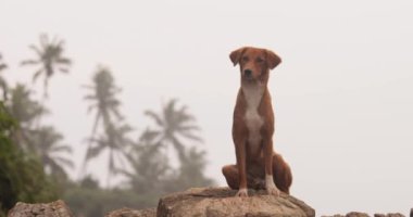 Yalnız bir köpek arka planda sisli gökyüzü olan kayalık bir uçurumun tepesinde oturur, sakin ve düşünceli bir açık hava manzarası yaratır. Yalnızlık, doğa, macera veya kırsal seyahat kavramları için idealdir.