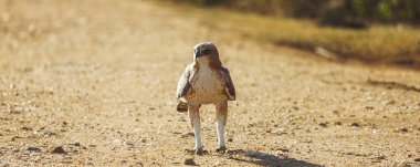 A majestic crested hawk eagle stands on a dirt path in Udawalawe National Park, Sri Lanka, showcasing its sharp gaze and powerful stance. Perfect for wildlife, birdwatching, and nature content, ideal clipart