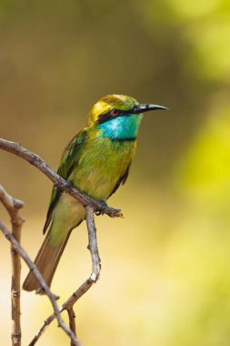Bulanık doğal bir arka planı olan, vahşi yaşam, doğa ve koruma temaları için ideal bir dalda oturan çarpıcı yeşil arı yiyen bir kuş. Yayın ve tanıtım amaçlı kullanıma uygundur.