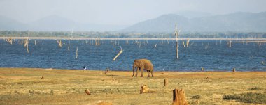 Yalnız bir fil, Sri Lanka 'daki Udawalawe Ulusal Parkı' ndaki uzak dağlarla bir gölün yakınında otlar. Bu barışçıl vahşi yaşam sahnesi doğanın güzelliğini yakalar ve mükemmel olur.