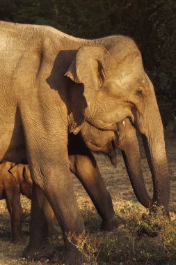 Bir fil ve buzağının Sri Lanka 'daki Udawalawe Ulusal Parkı' nda safari turu sırasında otladığı huzurlu bir an. Bu sahne, koruma altındaki ortamlarındaki vahşi hayatın güzelliğini vurguluyor.