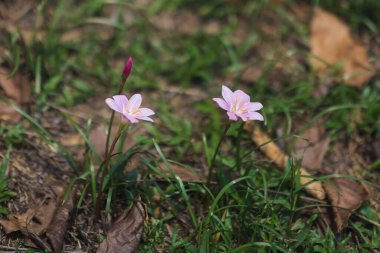 Kraliyet Botanik Bahçeleri, Peradeniya, Kandy, Sri Lanka 'nın çimenlerinde açan narin pembe çiçeklerin yakın çekimi. Doğa, botanik ve tropikal bitki temalı görseller için ideal.