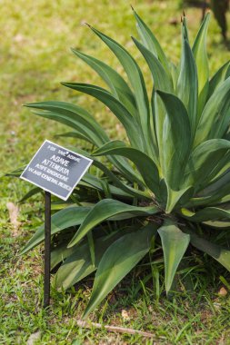 Kraliyet Botanik Bahçeleri, Peradeniya, Kandy, Sri Lanka 'daki Agave zayuata bitkisinin yakın çekim görüntüsü. Botanik, doğa ve tropikal bitki içeriği için mükemmel..