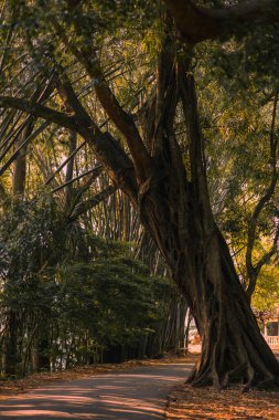 Geniş kökleri ve dalları olan yüksek bir ağaç Peradeniya, Kandy Kraliyet Botanik Bahçeleri 'nde gölgeli bir yol çiziyor. Doğa, sükunet ve açık hava keşfi temalı içerik için mükemmel.