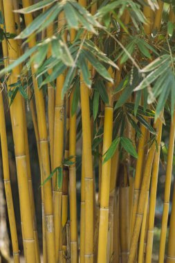 Kraliyet Botanik Bahçeleri, Peradeniya, Kandy, Sri Lanka 'da gür yeşil sapları ve yaprakları olan yemyeşil bir bambu ormanı. Tropikal bitki yaşamını vurgulayan doğa, seyahat ve çevre dostu projeler için mükemmel.