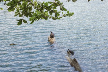 İki kaplumbağa, Sri Lanka 'daki Kandy Gölü' nün huzurlu sularında yapraklı dalları olan odunların üzerinde güneşleniyor. Huzurlu sahne doğal ortamında doğal yaşam sükunetini yakalar, doğa için idealdir.