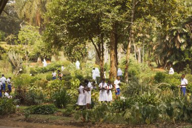 Üniformalı bir grup öğrenci, Botanik Bahçeleri, Peradeniya, Kandy, Sri Lanka 'nın yemyeşil bahçelerini keşfediyorlar. Eğitim, doğa ve seyahat temalı içerik gösterimi için mükemmel