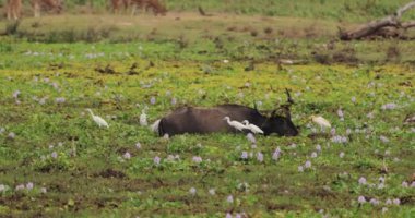 Bir bufalo, Sri Lanka 'daki Yala Ulusal Parkı' ndaki akbalıkçılların yanında, açan bir bataklıkta dinleniyor. Vahşi yaşam ve doğa kavramları, eko-turizm promosyonları ve yüksek kaliteli macera reklamları için mükemmel.. 