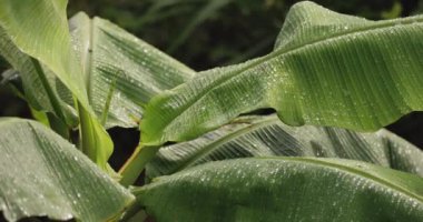 Tropikal bir ortamda canlı yeşil muz yaprakları üzerinde parlayan yağmur damlalarının yakın çekimi. Tropiklerde yağmur mevsiminin özünü yakalar, doğa ve çevresel görseller için idealdir.. 
