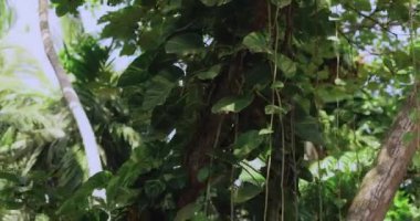 Yoğun yeşillikleri ve bereketli bir ormanın sarmaşıklarını yakalayan yavaş çekim. Yüksek kaliteli doğa, çevre ve tropikal temalı promosyonlar ve reklamlar için ideal. 