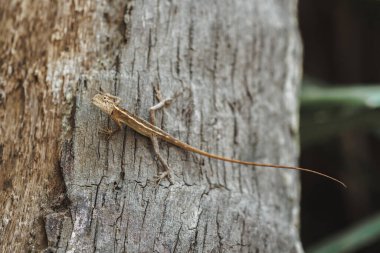 A detailed shot of an oriental garden lizard resting on rough tree bark in Sri Lanka s tropical environment. Ideal for showcasing exotic reptiles, wildlife, and natural habitats.  clipart