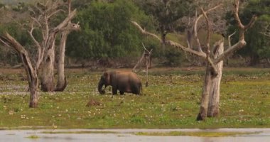 Sri Lanka 'daki Yala Ulusal Parkı' nda bir fil, kır çiçekleriyle benekli ve ağaçlarla çevrili bir çayırda otluyor. Vahşi yaşam ve doğa kavramları, eko-turizm promosyonları ve yüksek turizm için mükemmel.