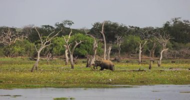 Sri Lanka 'daki Yala Ulusal Parkı' nda ağaçlarla çevrili bir çayırda bir fil otluyor. Vahşi yaşam ve doğa kavramları, eko-turizm promosyonları ve yüksek kaliteli macera için ideal