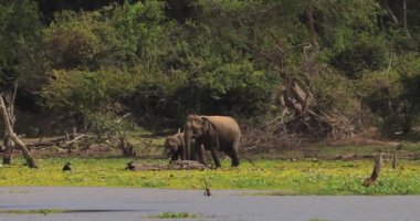 Buzağı da dahil olmak üzere bir fil ailesi, Sri Lanka 'daki Yala Ulusal Parkı' nın yemyeşil yeşilliğinde bir su kütlesinin yanında otluyor. Vahşi yaşam ve doğa kavramları için mükemmel, eko-turizm promosyonları, ve yüksek kaliteli