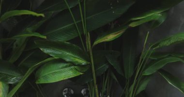 Parlak tropikal yapraklarla çevrili, akan suyu olan parlak beton bir küvet. Spa, sağlık, çevre dostu tasarım ve lüks yaşam tarzı kavramları için mükemmel.. 