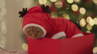 Güzel ışıklandırılmış bir Noel ağacının önünde kırmızı bir kutuda dinlenen ren geyiği boynuzlarıyla şenlikli bir Noel kıyafeti giymiş sevimli kızıl kedi. Tatil promosyonları ve şenlikli kavramlar için mükemmel..