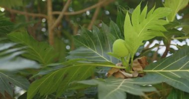 Ekmek meyvesi ağacı Artocarpus Altilis 'in canlı yeşil yaprakları ve gelişmekte olan meyveleriyle yakın çekim görüntüleri. Tropikal tarım, botanik ve çevresel kavramlar için ideal. 