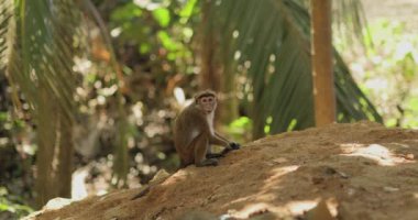Güneşin altında oturan bir maymun, Sri Lanka 'da yemyeşil tropik yapraklarla çevrili patisini inceliyor. Asya orman ortamlarında vahşi yaşam, doğa ve hayvan davranışları teması için mükemmel..