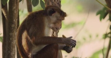 Toque macaque maymunu, doğal habitatında bir ağacın üzerinde otururken ekmek çubukları yerken görülüyor. Bu vahşi yaşam görüntülerinde, doğa ve seyahat projeleri için ideal beslenme davranışları sergileniyor.. 