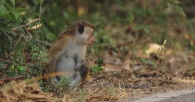 Meraklı bir maymun Sri Lanka 'da yol kenarında oturur yerde bulduğu yiyecekleri keşfeder ve yer. Doğal çevre ve vahşi yaşam davranışları onu seyahat ve vahşi yaşam kavramları için ideal kılıyor.. 